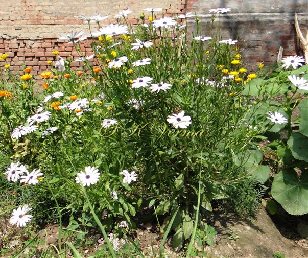  Plants